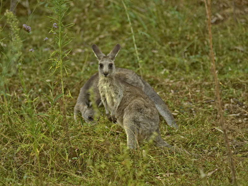 Wallaby, Warrumbungle